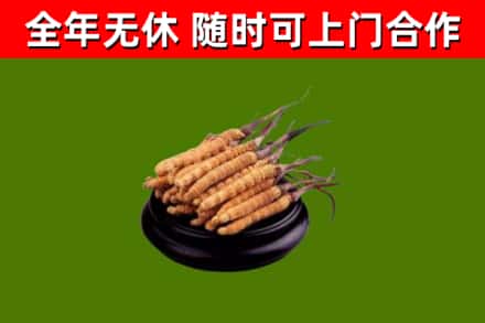 山丹回收散虫草